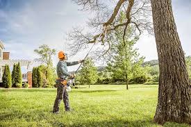 How Our Tree Care Process Works  in Newport, VT